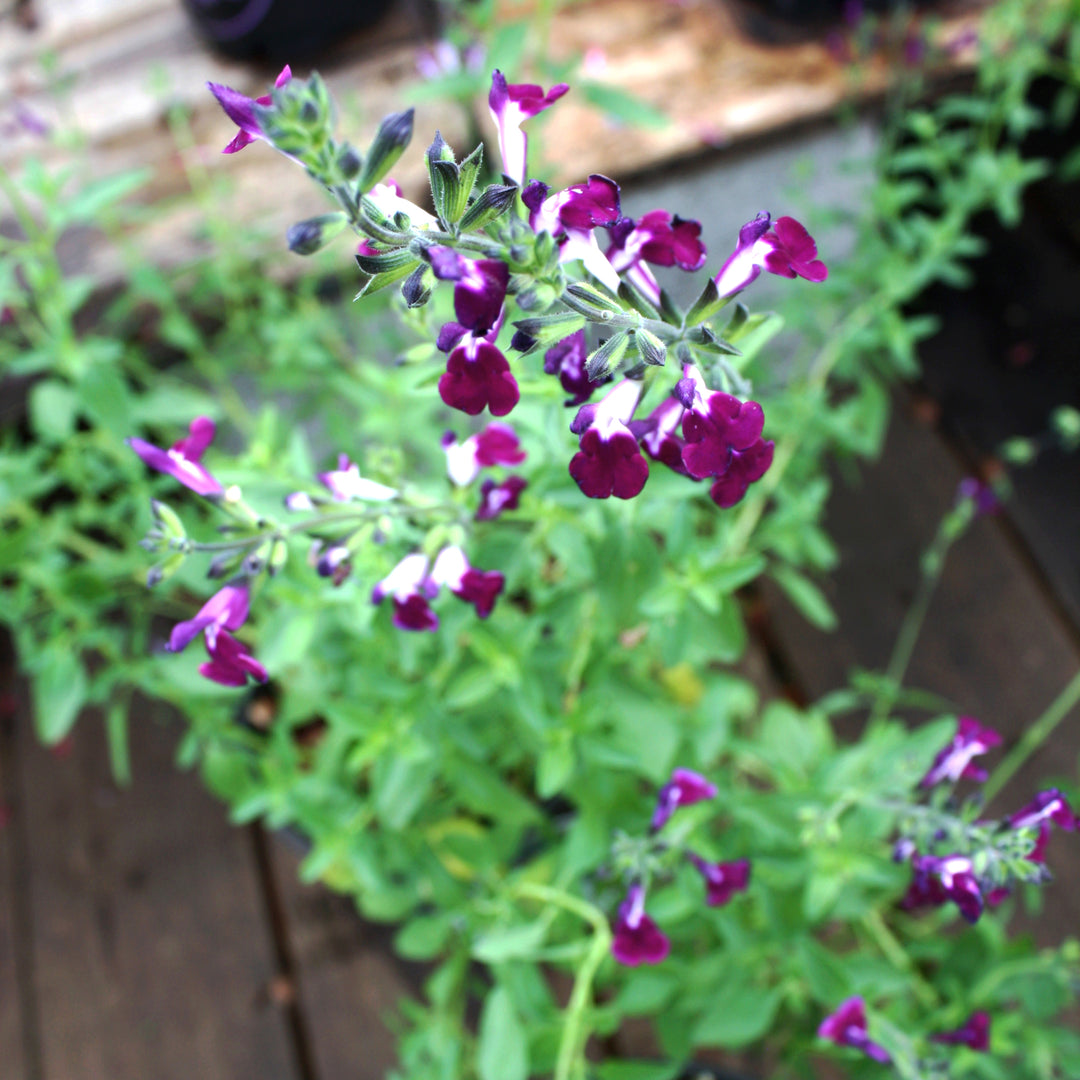 Al's Garden & Home 'Amethyst Lips' Hardy Salvia (Salvia), 1 Gallon perennial