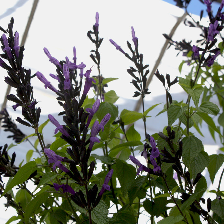 Al's Garden & Home 'Hummingbird Falls' Salvia, 12 Inch Basket edible herb annual