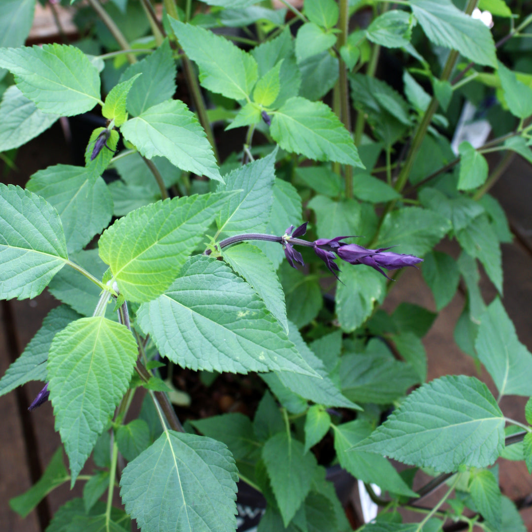 Al's Garden & Home 'Armistad' Hardy Salvia (Salvia), 12 Inch perennial