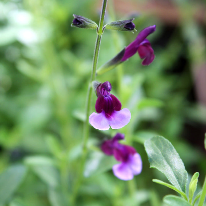 Al's Garden & Home 'Mauve Lips' Hardy Salvia (Salvia), 1 Gallon perennial