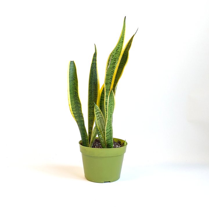 Fessler Nursery generic Snake Plant (Sansevieria laurentii), 4 Inch houseplant