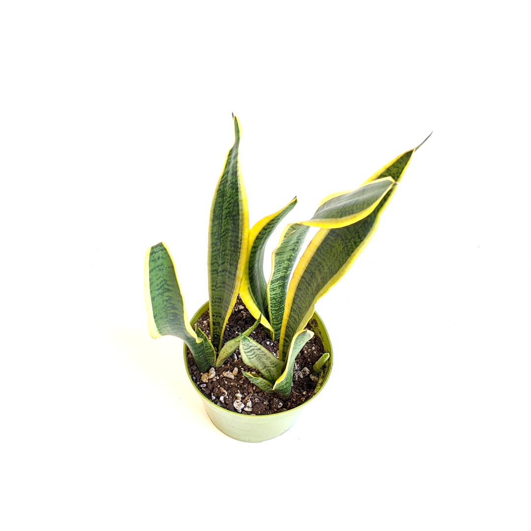 Fessler Nursery generic Snake Plant (Sansevieria laurentii), 4 Inch houseplant