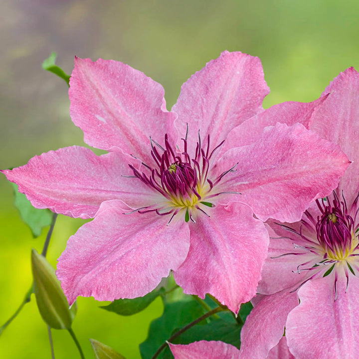 Al's Garden & Home 'Sarah Elizabeth' Deciduous Clematis (Clematis), 1 Gallon vine