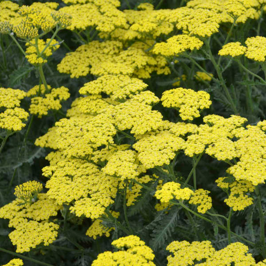 Al's Garden & Home 'Sassy Summer Lemon' Yarrow (Achillea), 2 Gallon 