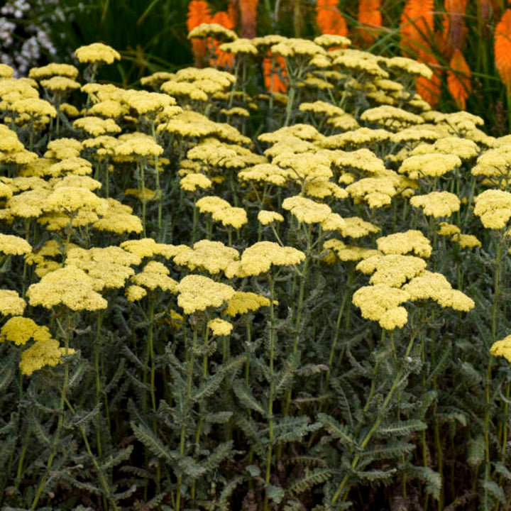 Al's Garden & Home 'Sassy Summer Silver' Yarrow (Achillea), 2 Gallon 