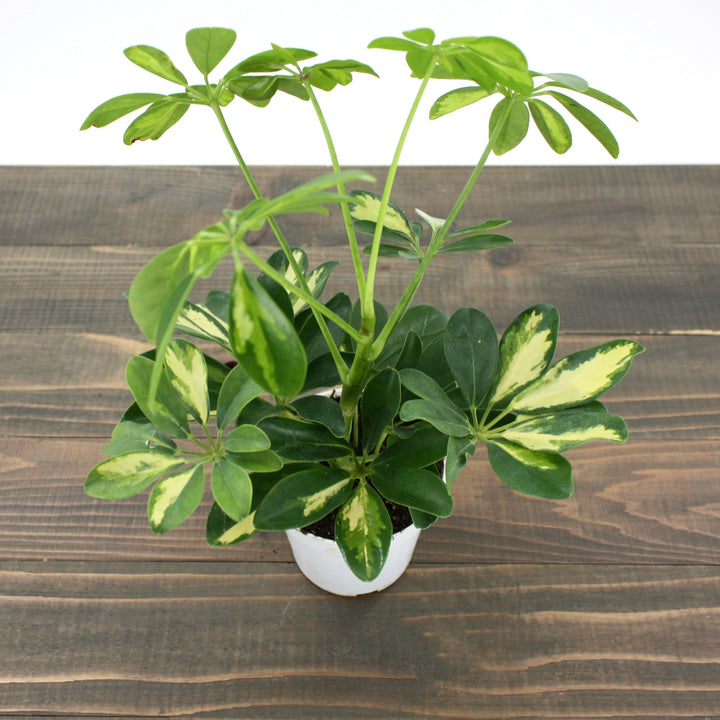 Al's Garden & Home 'Gold Capella' Umbrella Plant (Schefflera arboricola), 4 Inch houseplant