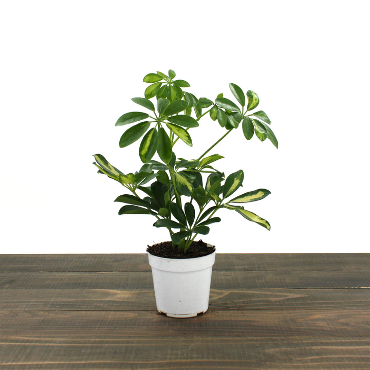 Al's Garden & Home 'Gold Capella' Umbrella Plant (Schefflera arboricola), 4 Inch houseplant