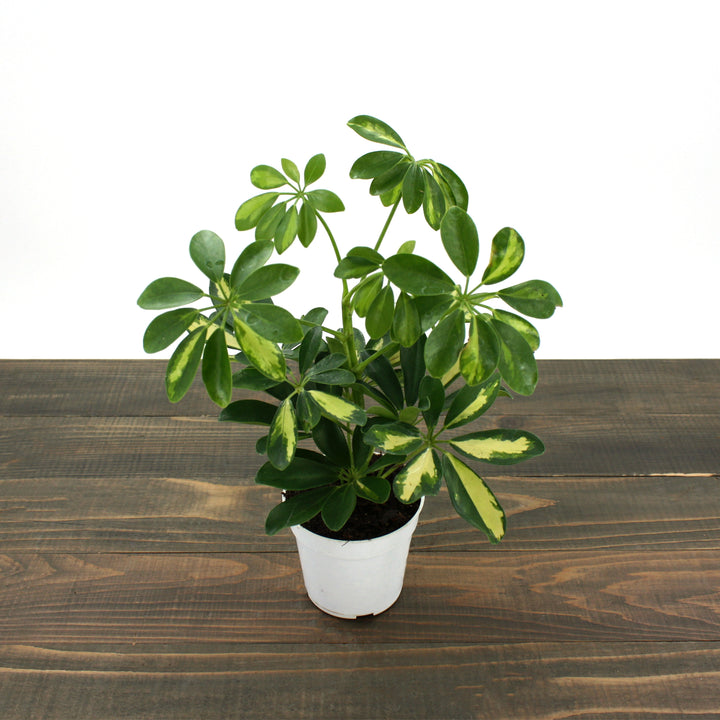 Al's Garden & Home 'Gold Capella' Umbrella Plant (Schefflera arboricola), 4 Inch houseplant