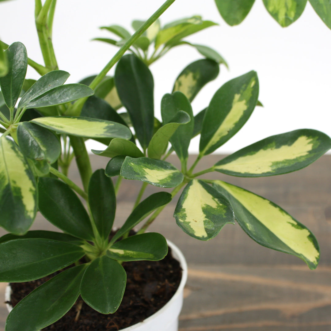 Al's Garden & Home 'Gold Capella' Umbrella Plant (Schefflera arboricola), 4 Inch houseplant