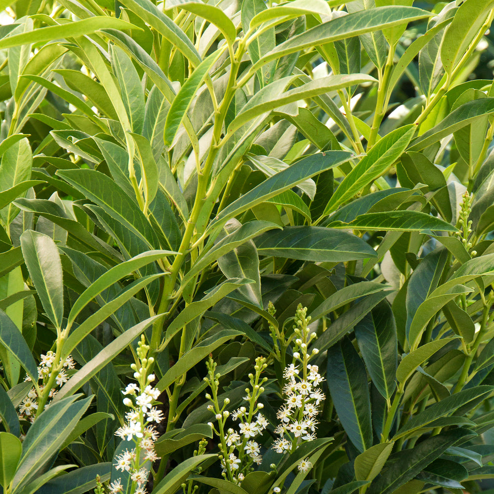 Prunus laurocerasus 'Schipkaensis' English Laurel, Shrub