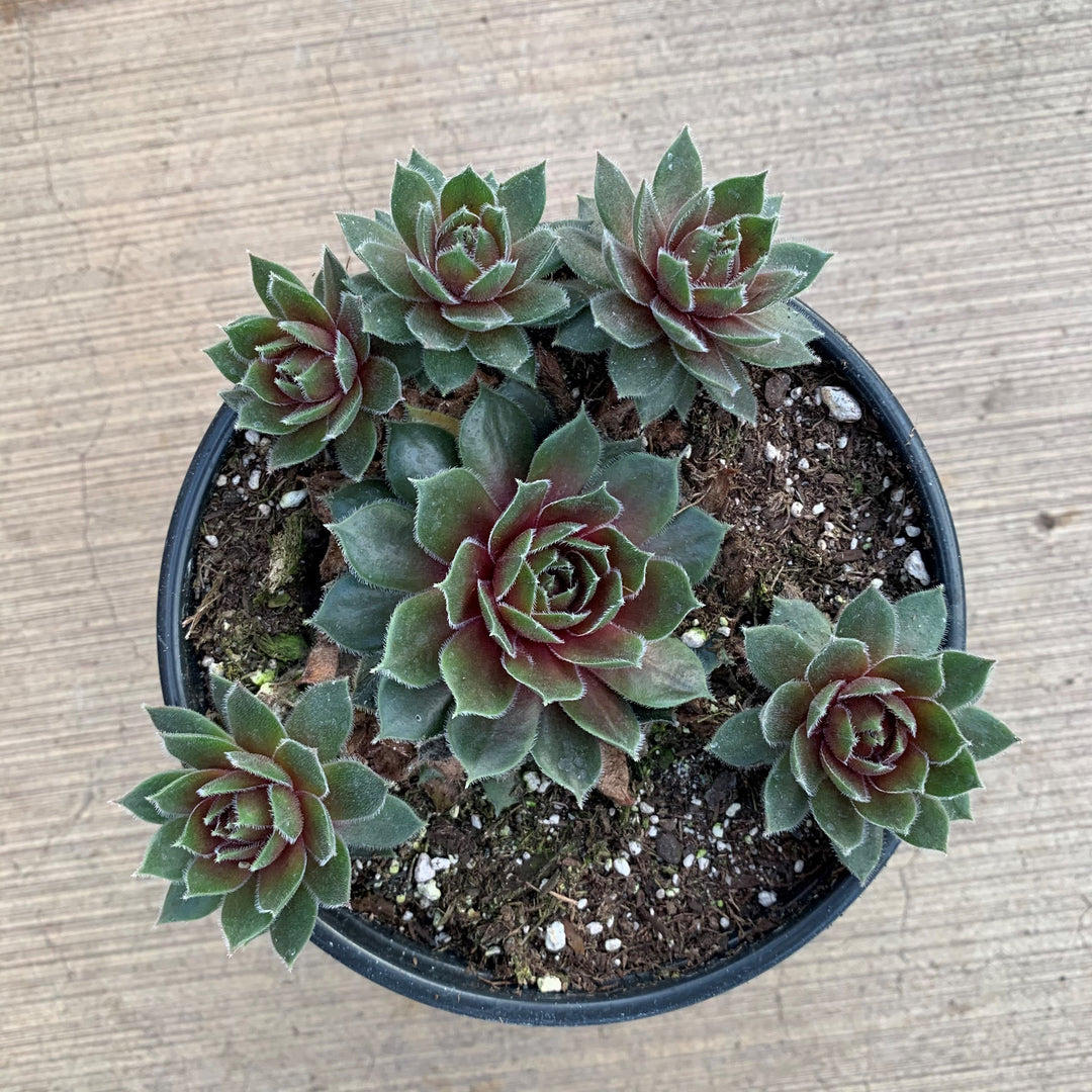 'Commander Hay' - Fleshy, purplish-red leavs with bright green tips. Excelelent for rock garden and containers. Deer and rabbit resistant. Ht: 4-6"