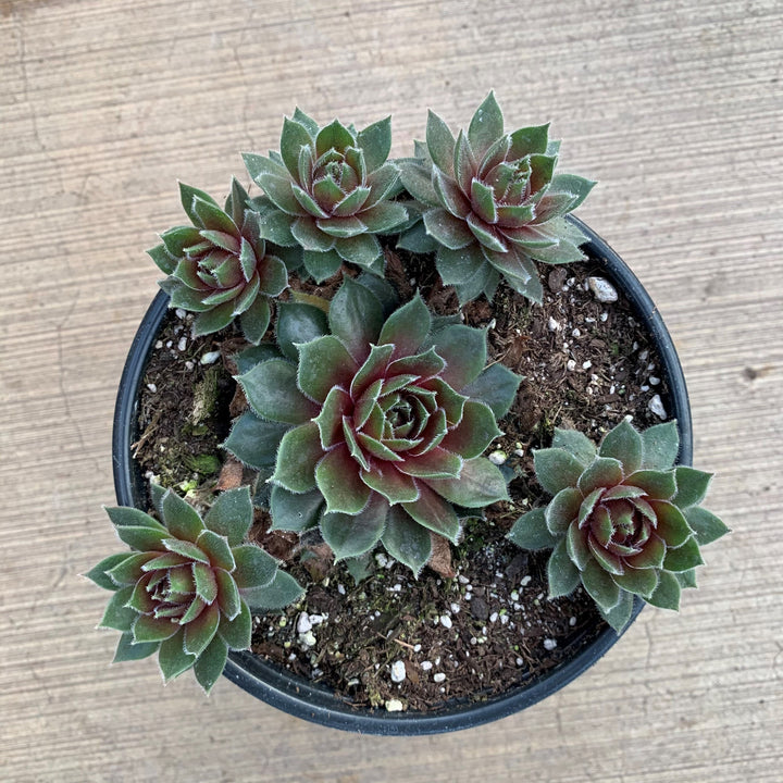 'Commander Hay' - Fleshy, purplish-red leavs with bright green tips. Excelelent for rock garden and containers. Deer and rabbit resistant. Ht: 4-6"