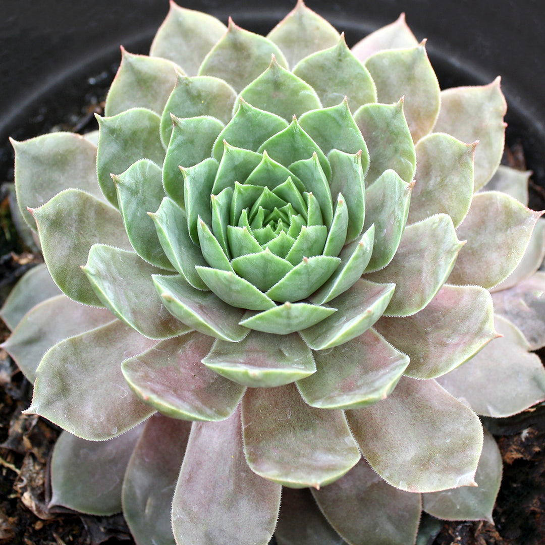 Al's Garden & Home 'Supersemps Ruby' Hens & Chicks (Sempervivum), 1 Quart perennial