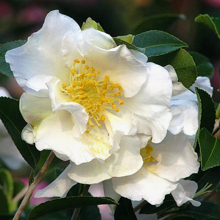 Camellia sasanqua 'Setsugekka' Camellia, Shrub