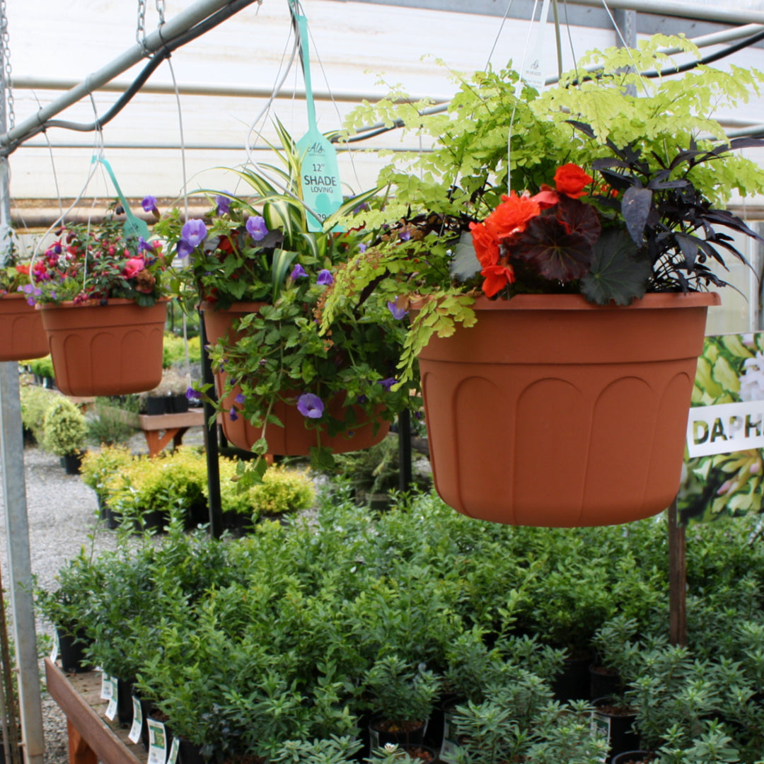 Hanging Baskets Grown by Al's