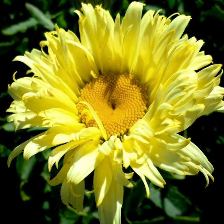 Al's Garden & Home 'Goldfinch' Shasta Daisy (Leucanthemum), 1 Gallon perennial