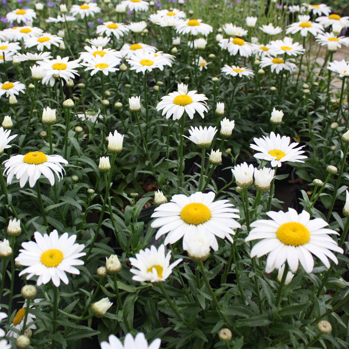 Al's Garden & Home 'Snowcap' Shasta Daisy (Leucanthemum), 1 Gallon perennial