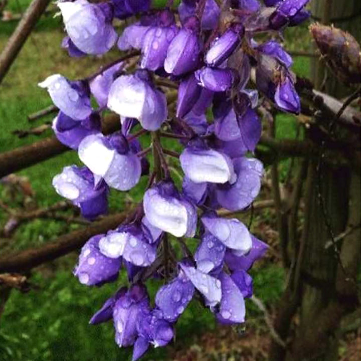 Al's Garden & Home 'Okayama' Silky Wisteria (Wisteria brachybotrys), 3 Gallon 