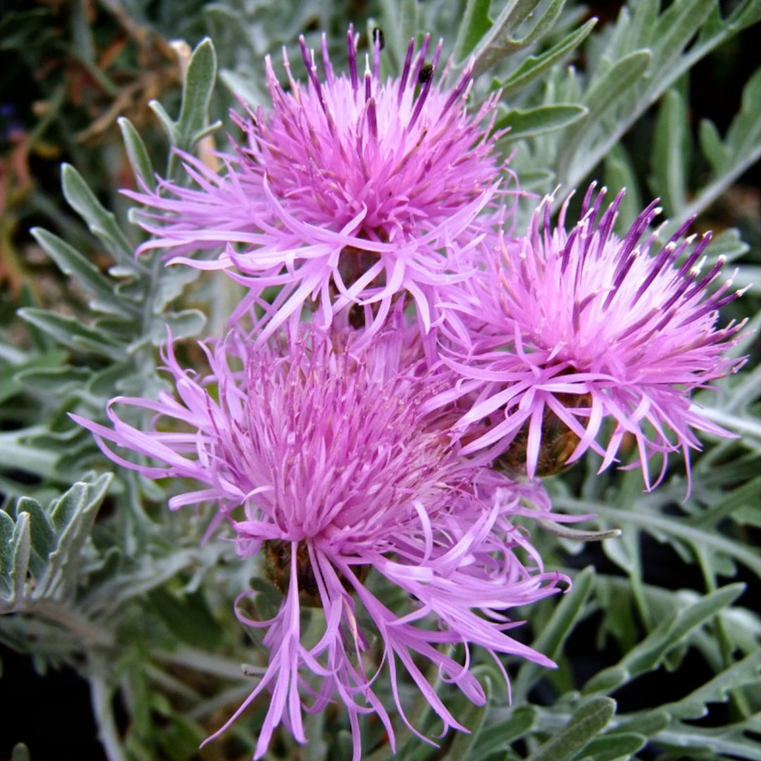 Al's Garden & Home 'Silver Feather' Bachelor's Button (Centaurea), 1 Gallon perennial