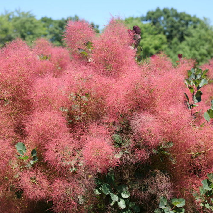 Al's Garden & Home 'The Velvet Fog' Smokebush (Cotinus coggygria), 3 Gallon shrub