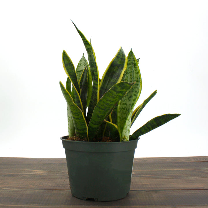 Fessler Nursery generic Snake Plant (Sansevieria laurentii), 4 Inch houseplant