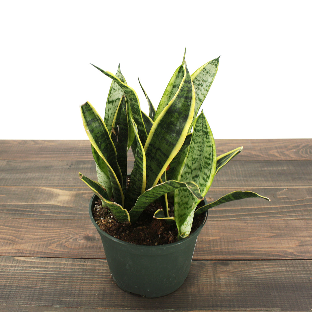 Fessler Nursery generic Snake Plant (Sansevieria laurentii), 4 Inch houseplant