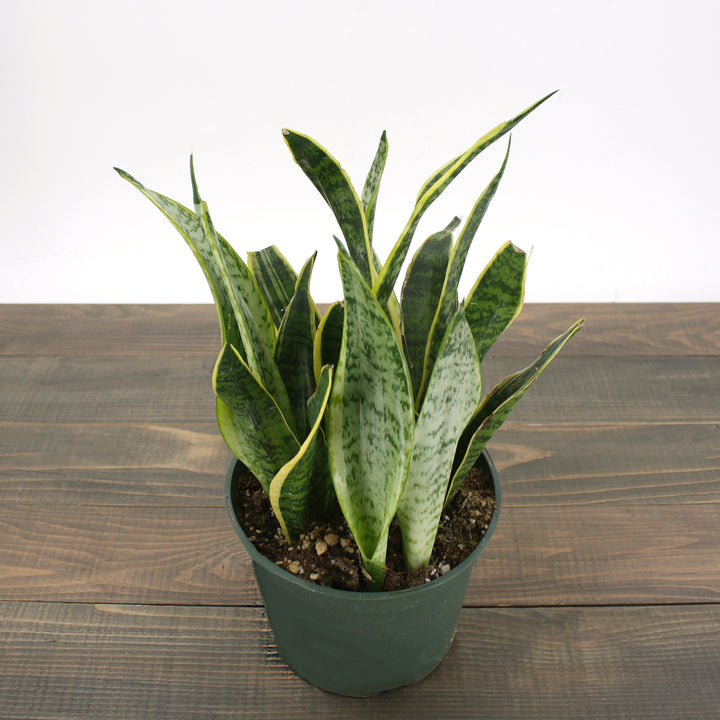 Fessler Nursery generic Snake Plant (Sansevieria laurentii), 4 Inch houseplant