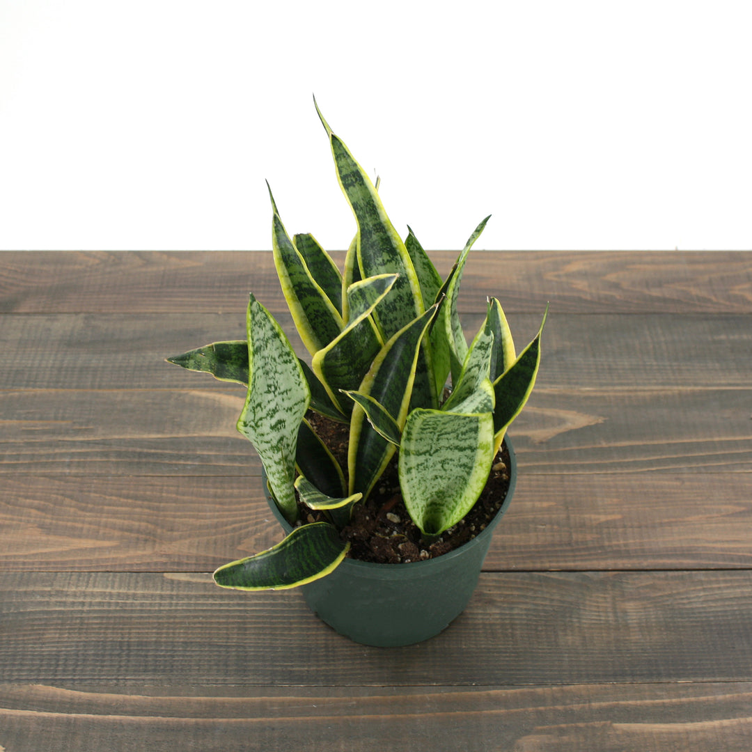 Fessler Nursery generic Snake Plant (Sansevieria laurentii), 4 Inch houseplant