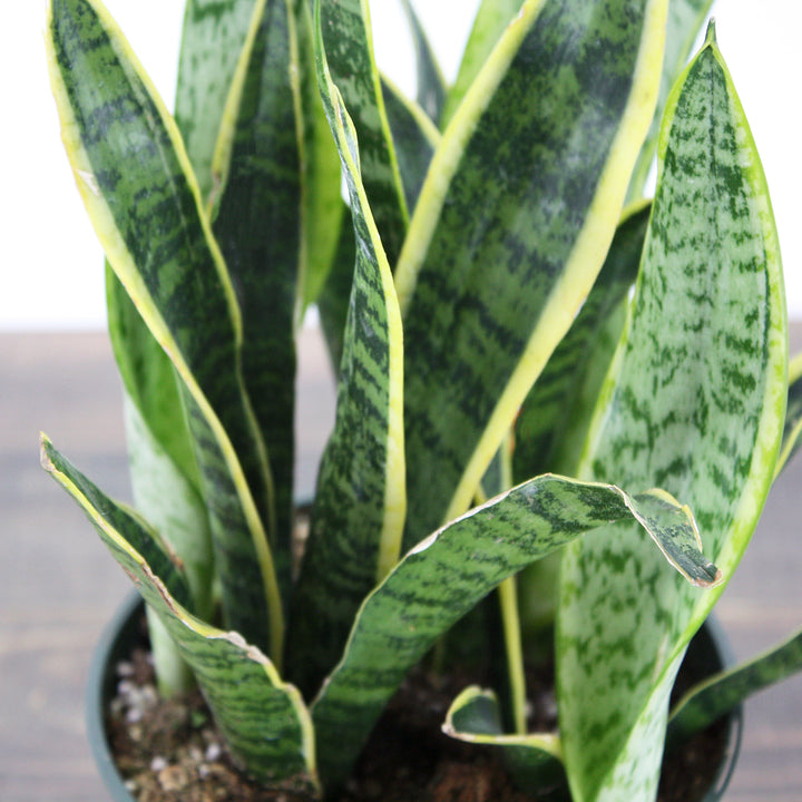 Fessler Nursery generic Snake Plant (Sansevieria laurentii), 4 Inch houseplant