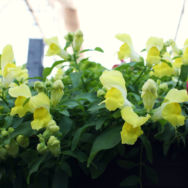Hanging Baskets Grown by Al's
