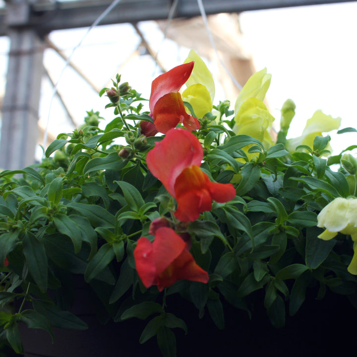 Hanging Baskets Grown by Al's