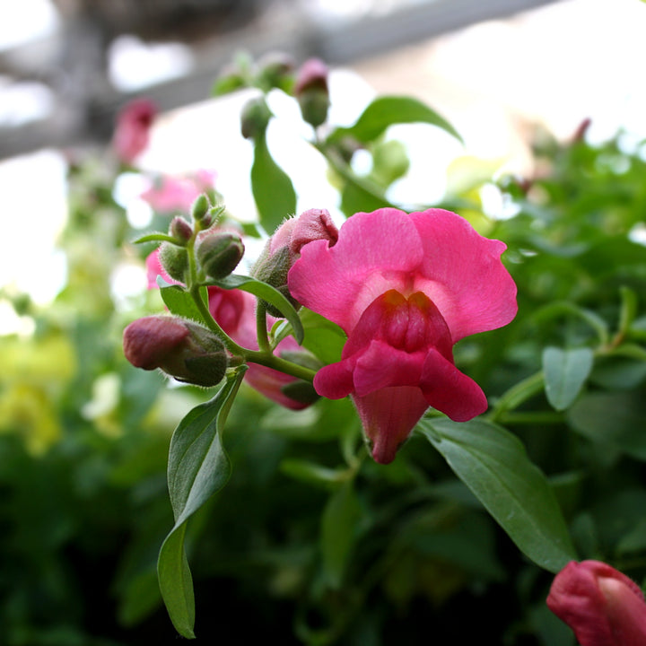 Hanging Baskets Grown by Al's
