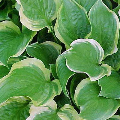 Hosta 'So Sweet' Hosta, Perennial