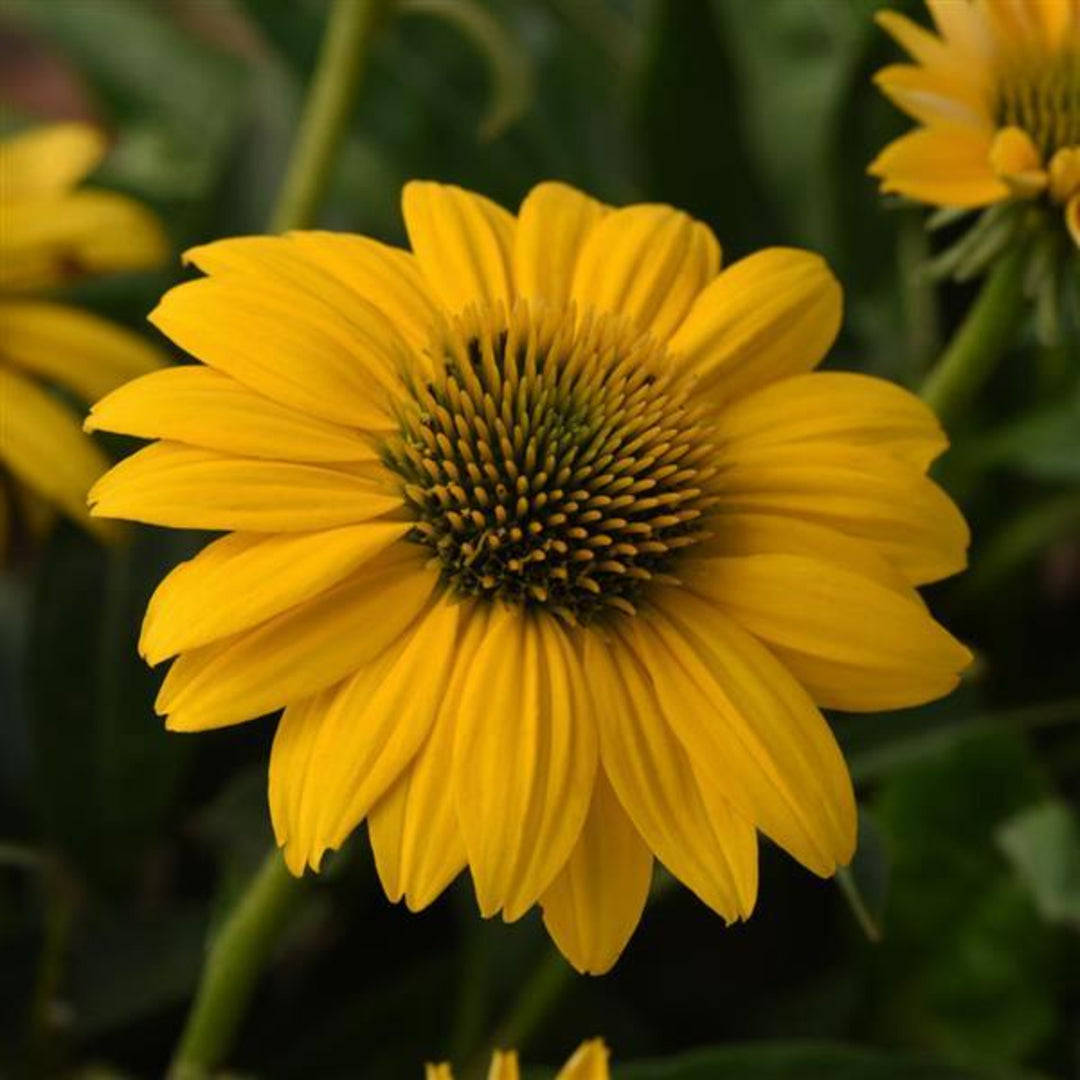 Al's Garden & Home 'Sombrero Poco Yellow' Coneflower (Echinacea), 1 Gallon perennial