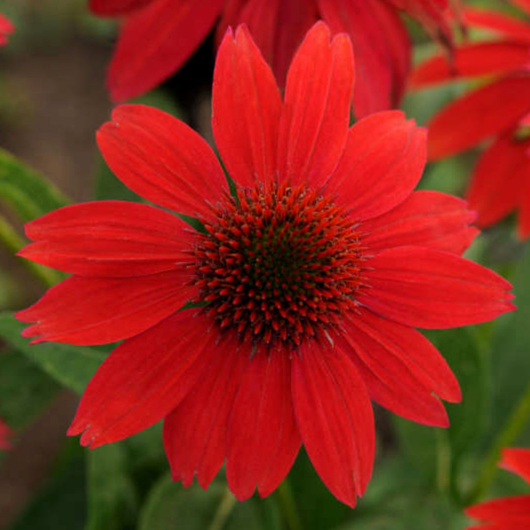 Al's Garden & Home 'Sombrero Salsa Red' Coneflower (Echinacea), 1 Gallon perennial