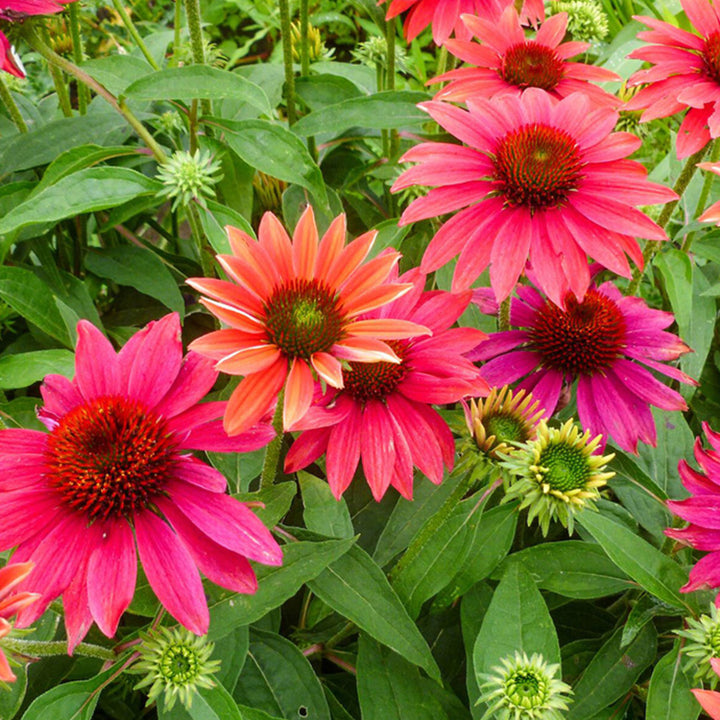 Al's Garden & Home 'Sombrero Tres Amigos' Coneflower (Echinacea), 1 Gallon perennial