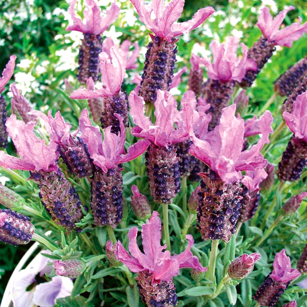 Al's Garden & Home 'Blueberry Ruffles' Spanish Lavender (Lavandula stoechas), 12 Inch Decorative Pot perennial