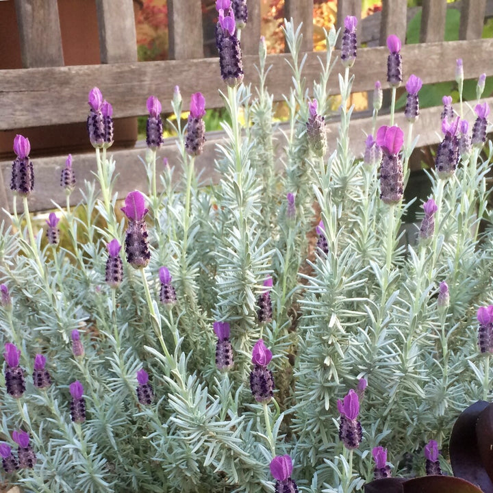 Al's Garden & Home 'Silver Anouk' Spanish Lavender (Lavandula stoechas), 1 Gallon perennial