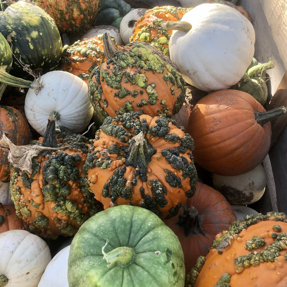 Al's Garden & Home Specialty Pumpkin