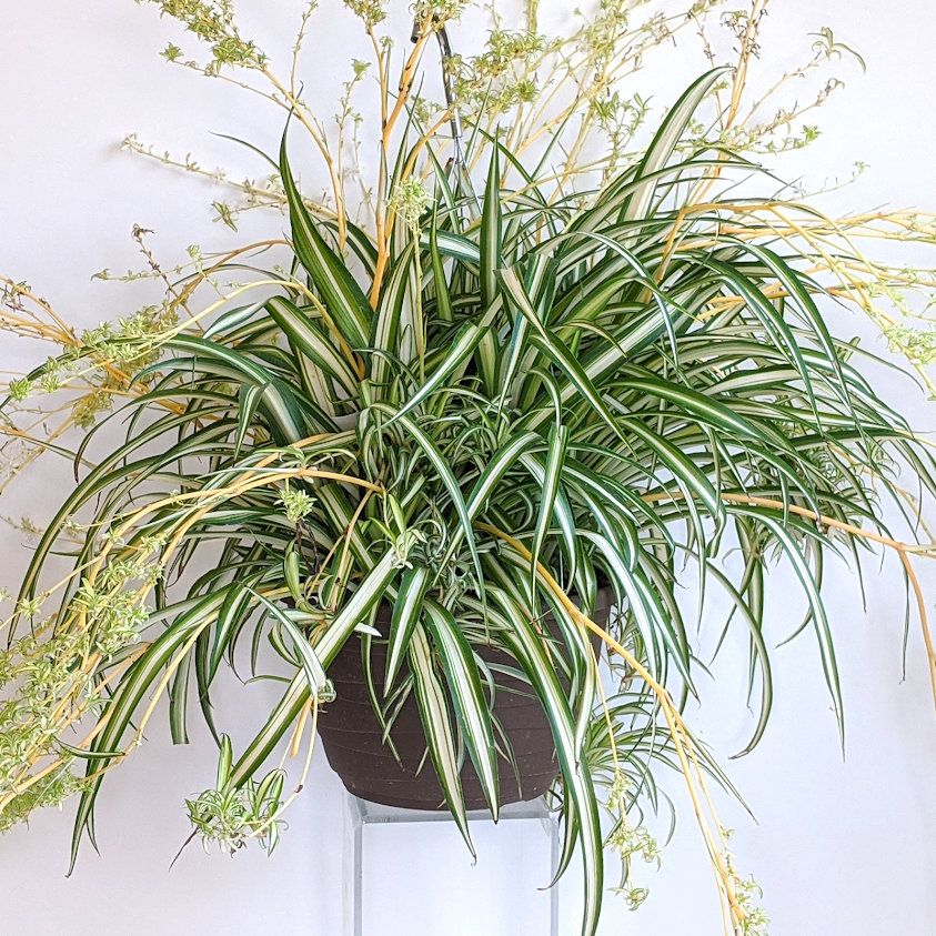 Al's Garden & Home generic Spider Plant (Chlorophytum comosum), 8 Inch Hanging Basket houseplant