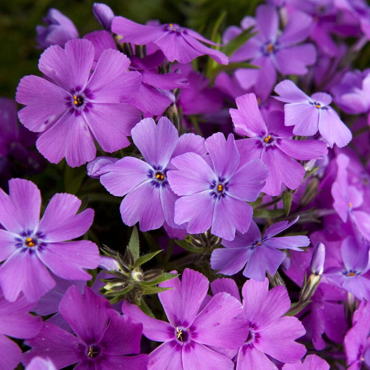 Al's Garden & Home 'Spring Purple' Creeping Phlox (Phlox subulata), 1 Gallon perennial