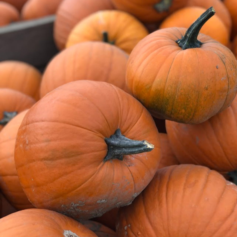 Al's Garden & Home Standard Orange Pumpkin