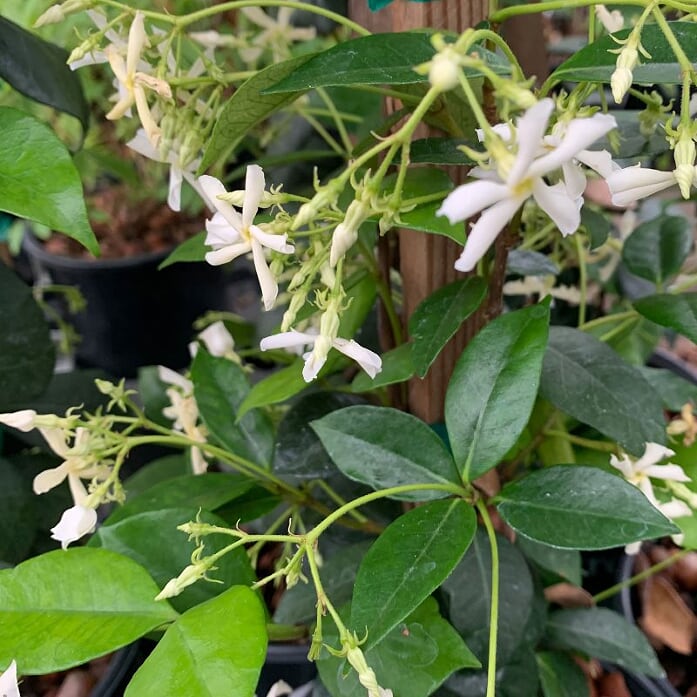 Trachelospermum jasminoides Star Jasmine, Vine