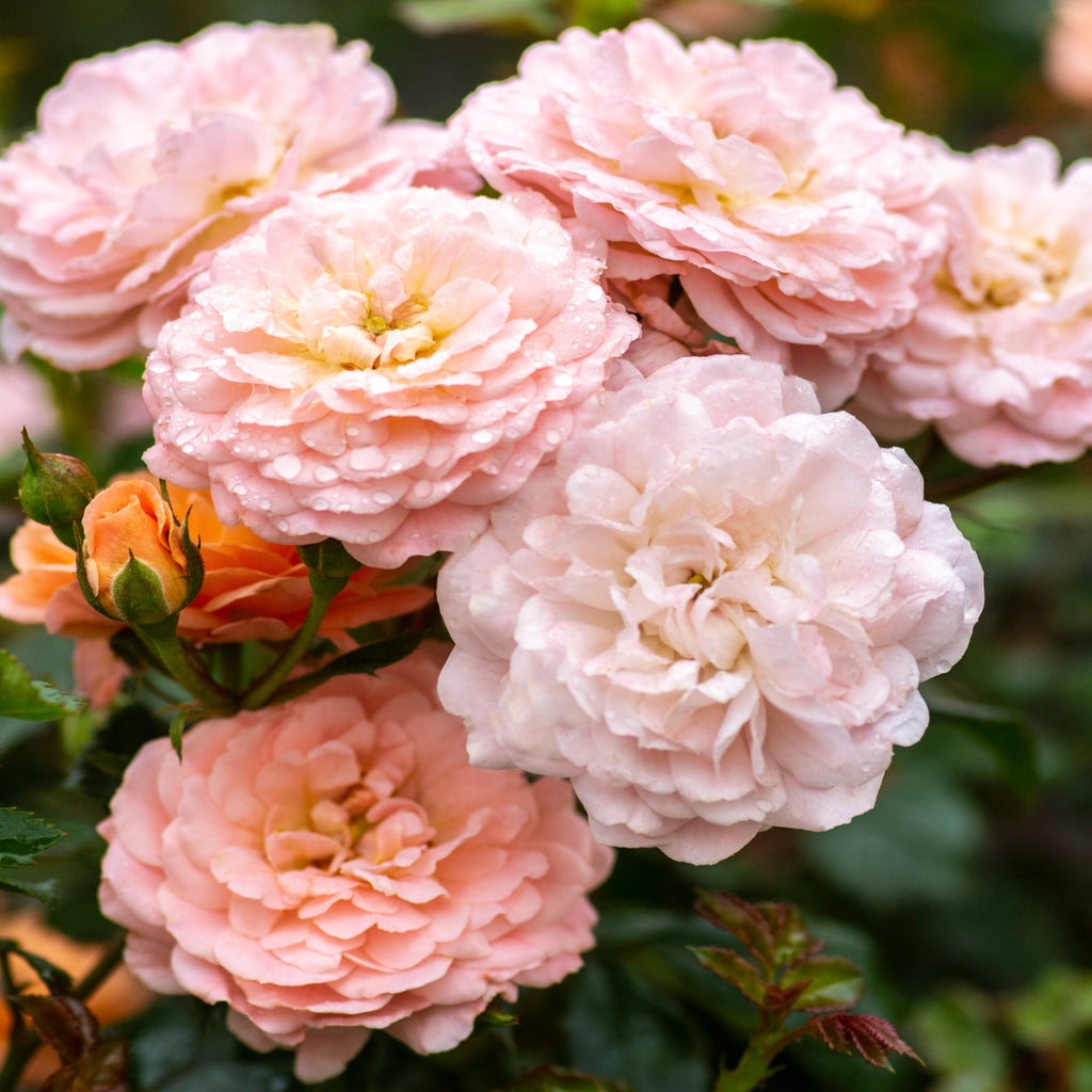 Star® Roses - Apricot Drift® Groundcover Rose