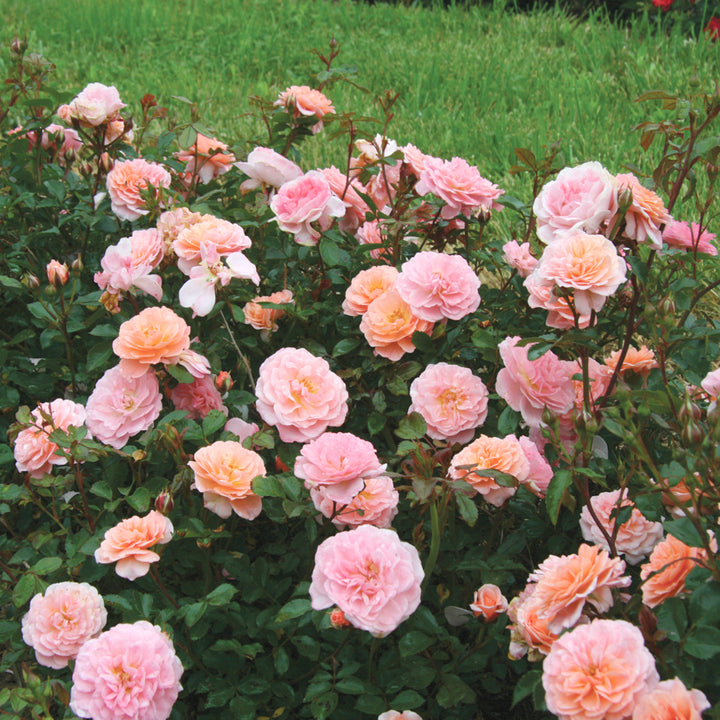 Star® Roses - Apricot Drift® Groundcover Rose