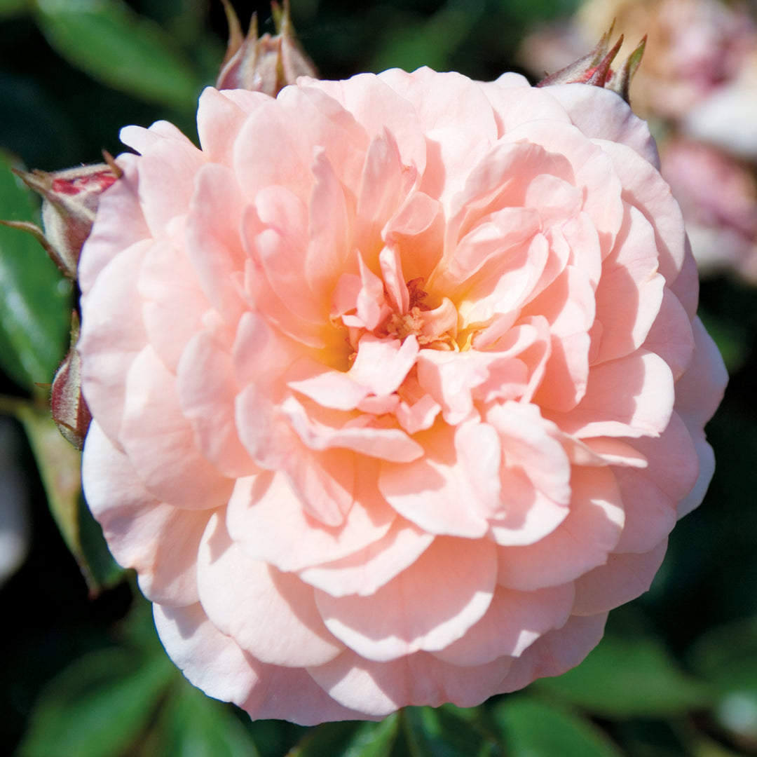 Star® Roses - Apricot Drift® Groundcover Rose