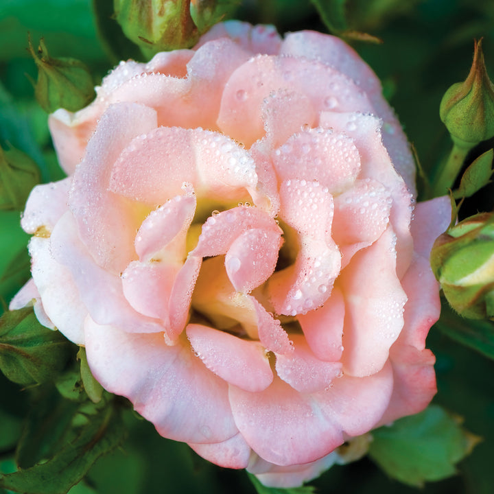 Star® Roses Groundcover Rose - Peach Drift®