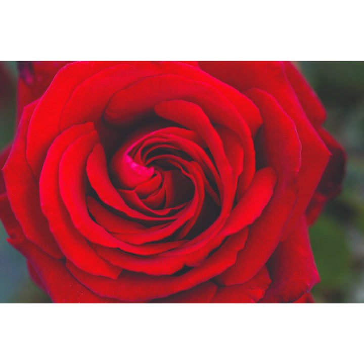 Hybrid Tea Rose - Ingrid Bergman® Star® Roses