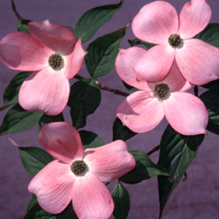 Cornus x rutgersensis 'Stellar Pink' Stellar Pink® Dogwood, Tree
