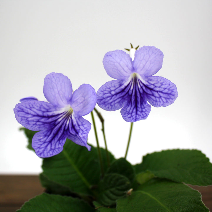 Al's Garden and Home Streptocarpus